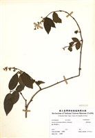 藏品(臺灣溲疏)的圖片